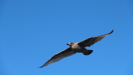A gull in flight. The Vega gull or East Siberian gull (Larus vegae) is a large gull which breeds in North-east Asia.
