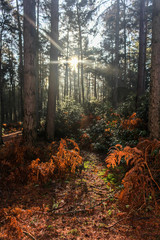 forest in autumn