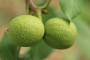 Green walnuts