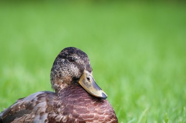 A duck on green grass, portrait