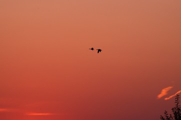 Naklejka na ściany i meble two flying birds against the background of the red sunset