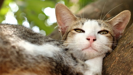 The cat is sleeping on the tree.