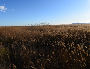 The prat de cabanes and torreblanca in castellon