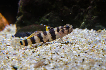 Tiger dwarf goby(Mugilogobius tigrinus)
