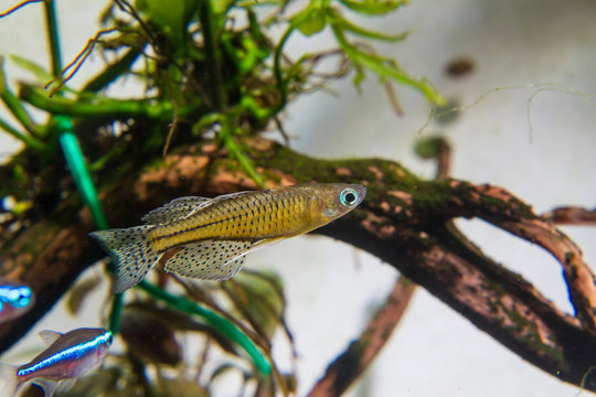 รูปภาพRainbowfish – เลือกดูภาพถ่ายสต็อก เวกเตอร์ และวิดีโอ708 | Adobe Stock