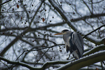 Heron snowy tree