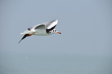 Seagull in flight.