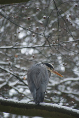 Heron snowy tree