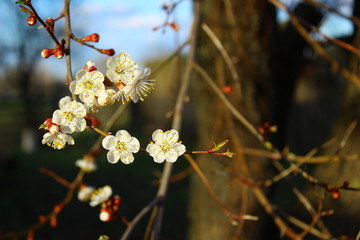 an apricot trees in blossom blue sky