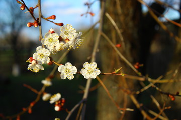 an apricot trees in blossom blue sky