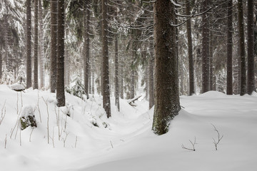 Winter mit Schnee im Thüringer Wald bei Oberhof