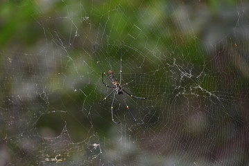 spider on web.