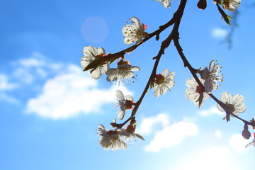 an apricot trees in blossom blue sky