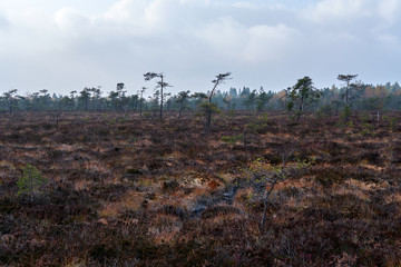 NSG &bdquo;Schwarzes Moor", Biosph&auml;renreservat Rh&ouml;n, Unterfranken, Franken, Bayern, Deutschland.