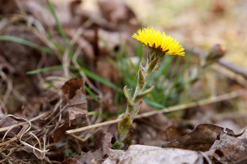 Mother and Stepmother Flower.  Tussilago.  Yellow medicinal flower.