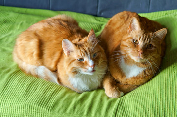 Two red pet cat lying on the couch. Redhead beautiful domestic cats on a green blanket.