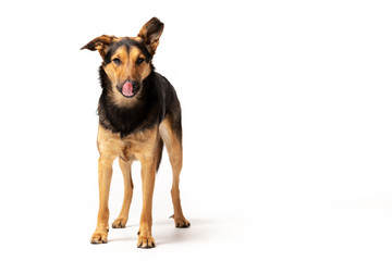 Adorable mixed-breed dog stands at white background