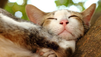 The cat is sleeping on the tree.