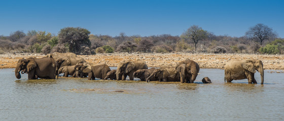 Elephant group in Etosha National Park 21:9