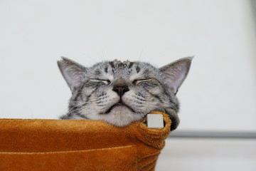 ハンモックで寝るサバトラ猫