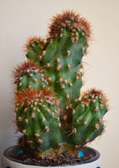 cactus in a pot