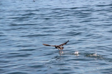 The pelagic cormorant (Phalacrocorax pelagicus), also known as Baird's cormorant, takes off from the water.