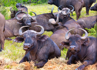 buffalo at rest