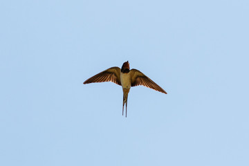 Rauchschwalbe im Flug