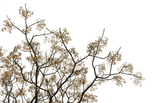 Chinaberry Tree Branches