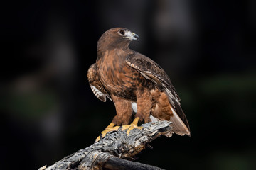 Harris's Hawk (Parabuteo unicinctus)