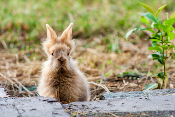 A young miniature rabbit. Close-up of a brown rabbit with big raised ears. A beautiful portrait of a little bunny.