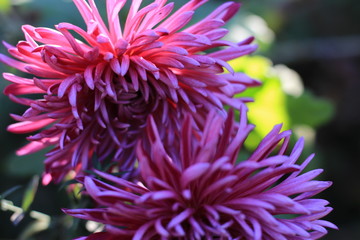 pink chrysanthemum