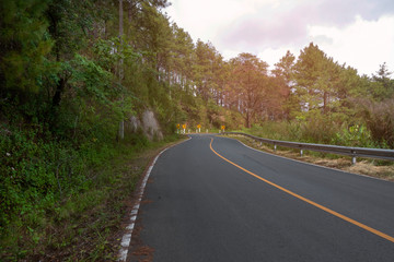 Fototapeta premium Asphalt road through in the forest.