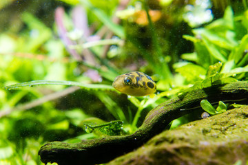 Dwarf Puffer (Carinotetraodon travancoricus) swimming in planted aquarium