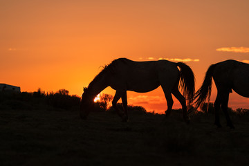 Fototapeta na wymiar Wild Horses Silhouetted at Sunrise