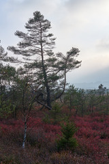 NSG &bdquo;Schwarzes Moor", Biosph&auml;renreservat Rh&ouml;n, Unterfranken, Franken, Bayern, Deutschland.