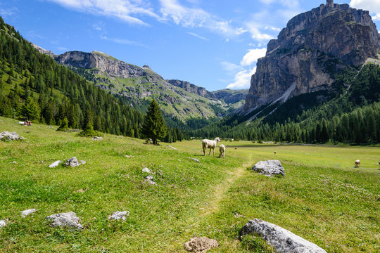 Panorama sulla Vallunga con pecore al pascolo