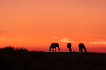 Fototapeta na wymiar Wild Horses Silhouetted at Sunrise