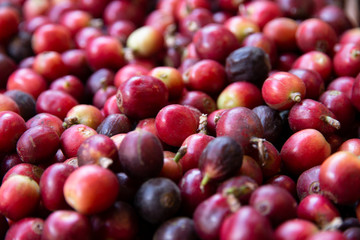 Close-up of fresh coffee beans.