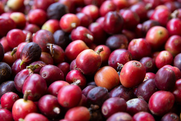 Close-up of fresh coffee beans.