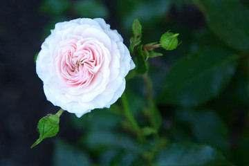 Flowers pink roses in the garden. Copy space.