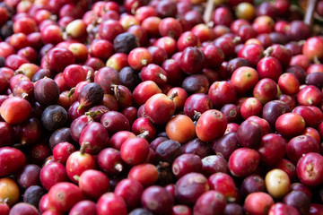 Close-up of fresh coffee beans.