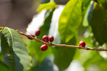 Close-up of fresh coffee beans on tree.