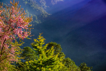 Cherry Blossom tree in Sikkim, India 