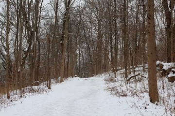 The slippery snowy trail in the forest on a cold day.