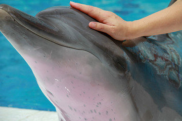 Close up of Bottlenose dolphin(Tursiops truncatus) was touched by human