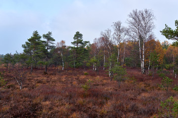 Obraz premium NSG „Schwarzes Moor