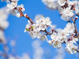 apricot plum tree Blossom in spring time on the background of blue sky. Beautiful white flowers. Macro image with copy space. Natural seasonal background.