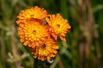Devils paintbrush, Hieracium aurantiacum