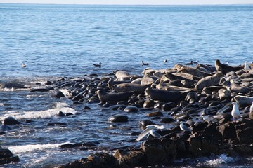 Obraz premium Ringed seal (Pusa hispida or Phoca hispida, also known as the jar seal and as netsik or nattiq) rookery on rocky reef by Kamchatka Peninsula.